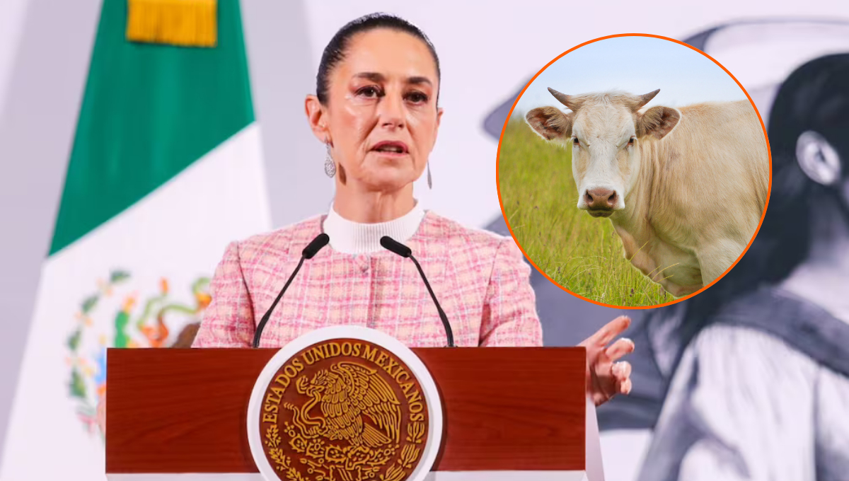 Sheinbaum confirma reapertura de frontera con EE.UU. tras control del gusano barrenador en  México