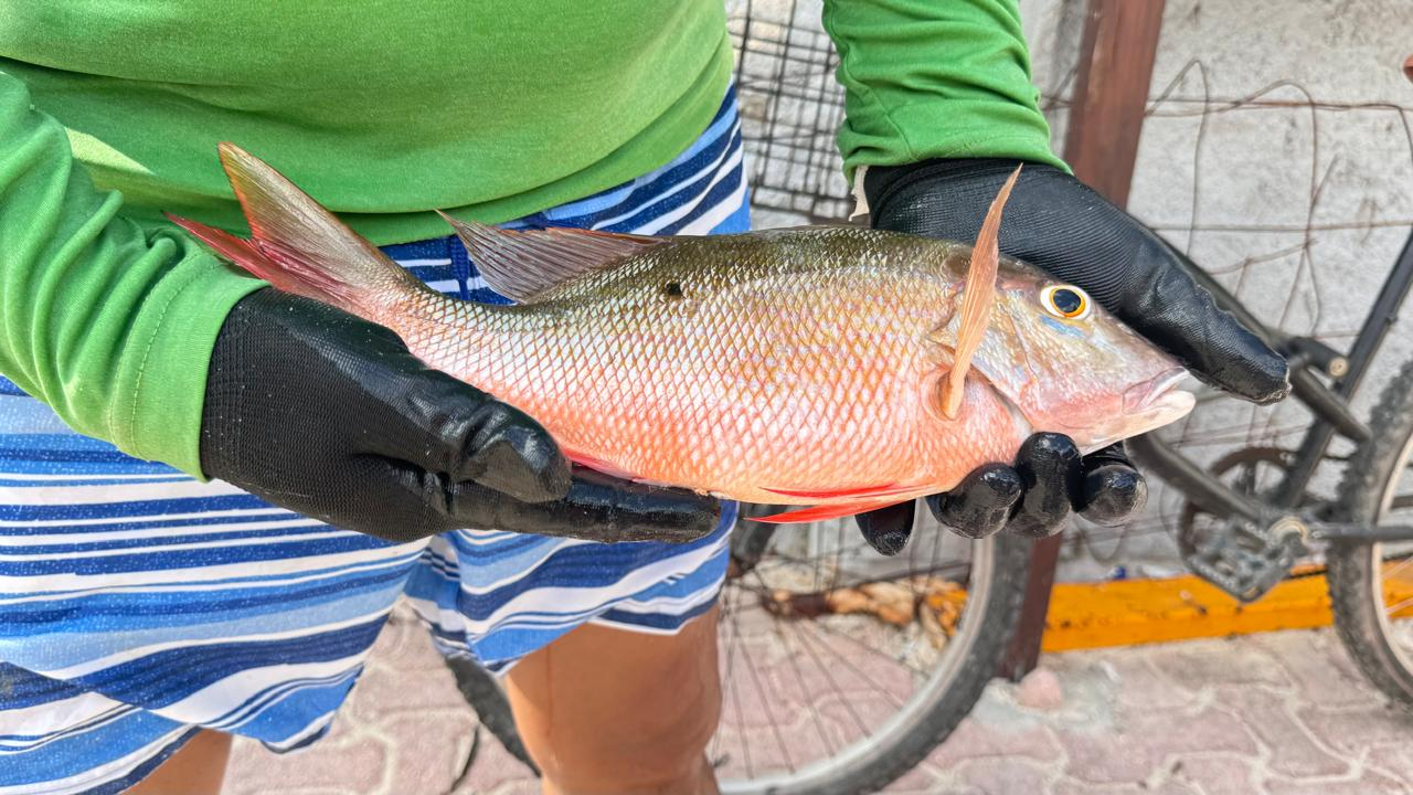 Los hombres de mar aseguran que mientras más se prohíba, hay más venta Los hombres de mar aseguran que mientras más se prohíba, hay más venta