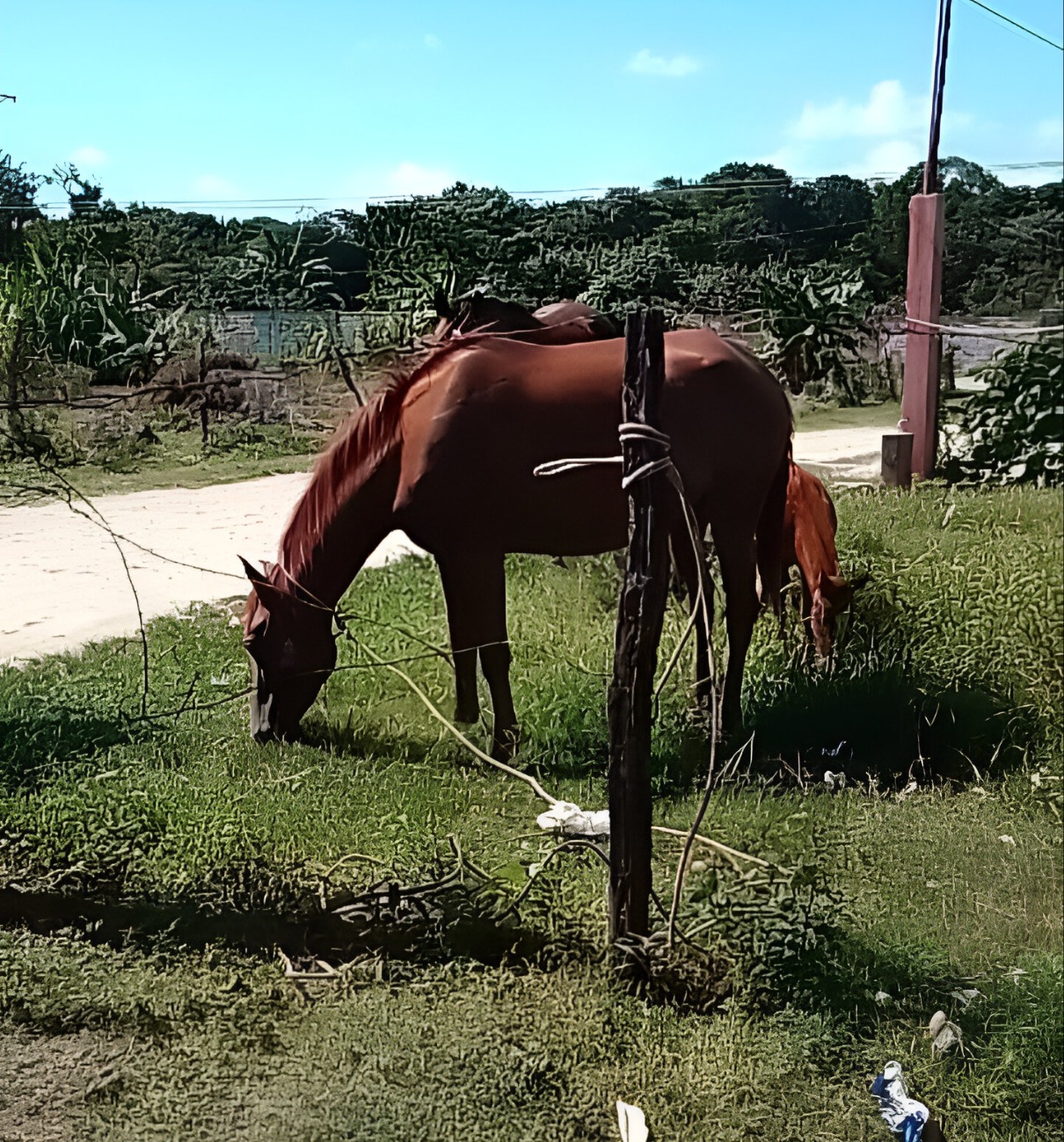 Caballo desatado provoca caída de motociclistas en Sabancuy; piden a dueños mayor responsabilidad