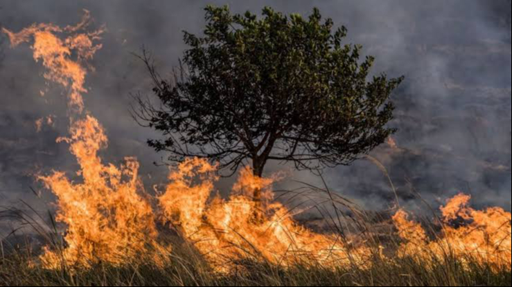 Alistan estrategias previo a la temporada de incendios forestales Alistan estrategias previo a la temporada de incendios forestales