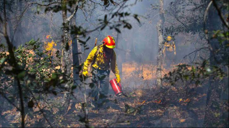 Autoridades iniciaron estrategias previas a la temporada de incendios forestales en Quintana Roo Autoridades iniciaron estrategias previas a la temporada de incendios forestales en Quintana Roo