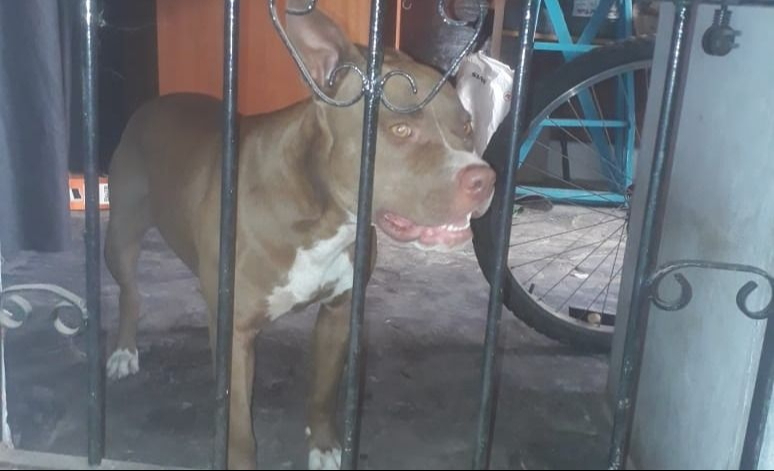 Brutal ataque de un perro a niñas estremece a Playa del Carmen mientras se abre debate legal