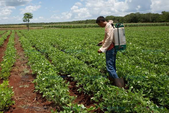 Mal manejo de pesticidas contamina el manto freático de Yucatán