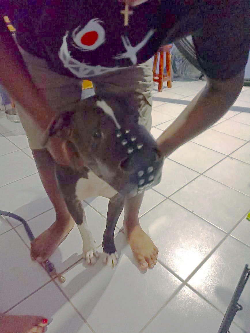Dueño de “Cirilo", pitbull que atacó a dos niñas en Playa del Carmen evita pagar los gastos médicos