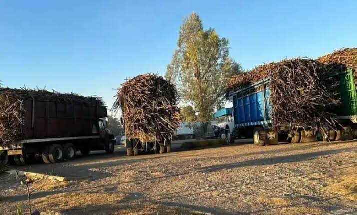 Debido al estado de los campos, equipo de cosecha no puede ingresar a ellos Debido al estado de los campos, equipo de cosecha no puede ingresar a ellos