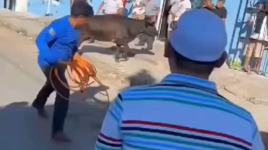 El toro no logró herir a ninguno de los clientes de la cantina en Temax El toro no logró herir a ninguno de los clientes de la cantina en Temax