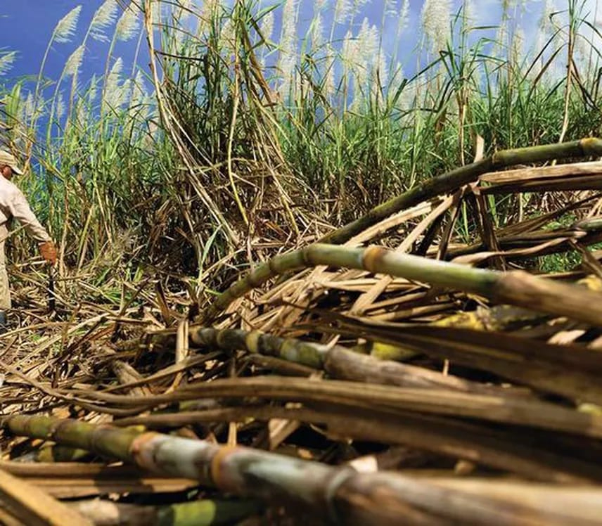 Prevén menor producción de zafra en 2025 en la zona sur de Quintana Roo