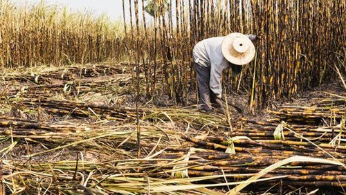 La migración de trabajadores afectará producción de esta cosecha. La migración de trabajadores afectará producción de esta cosecha.