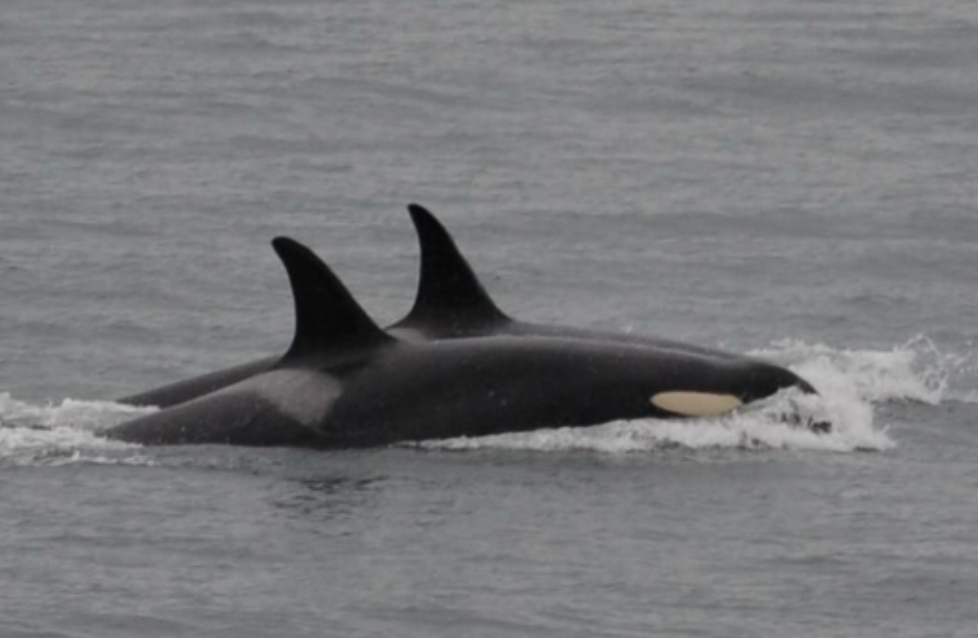 Orca que llevó a su cría muerto en 2018, repite la misma acción. Orca que llevó a su cría muerto en 2018, repite la misma acción.