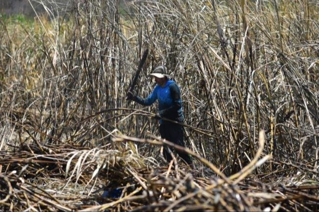 Productores de caña no dan abasto para la zafra 2024-2025. Productores de caña no dan abasto para la zafra 2024-2025.