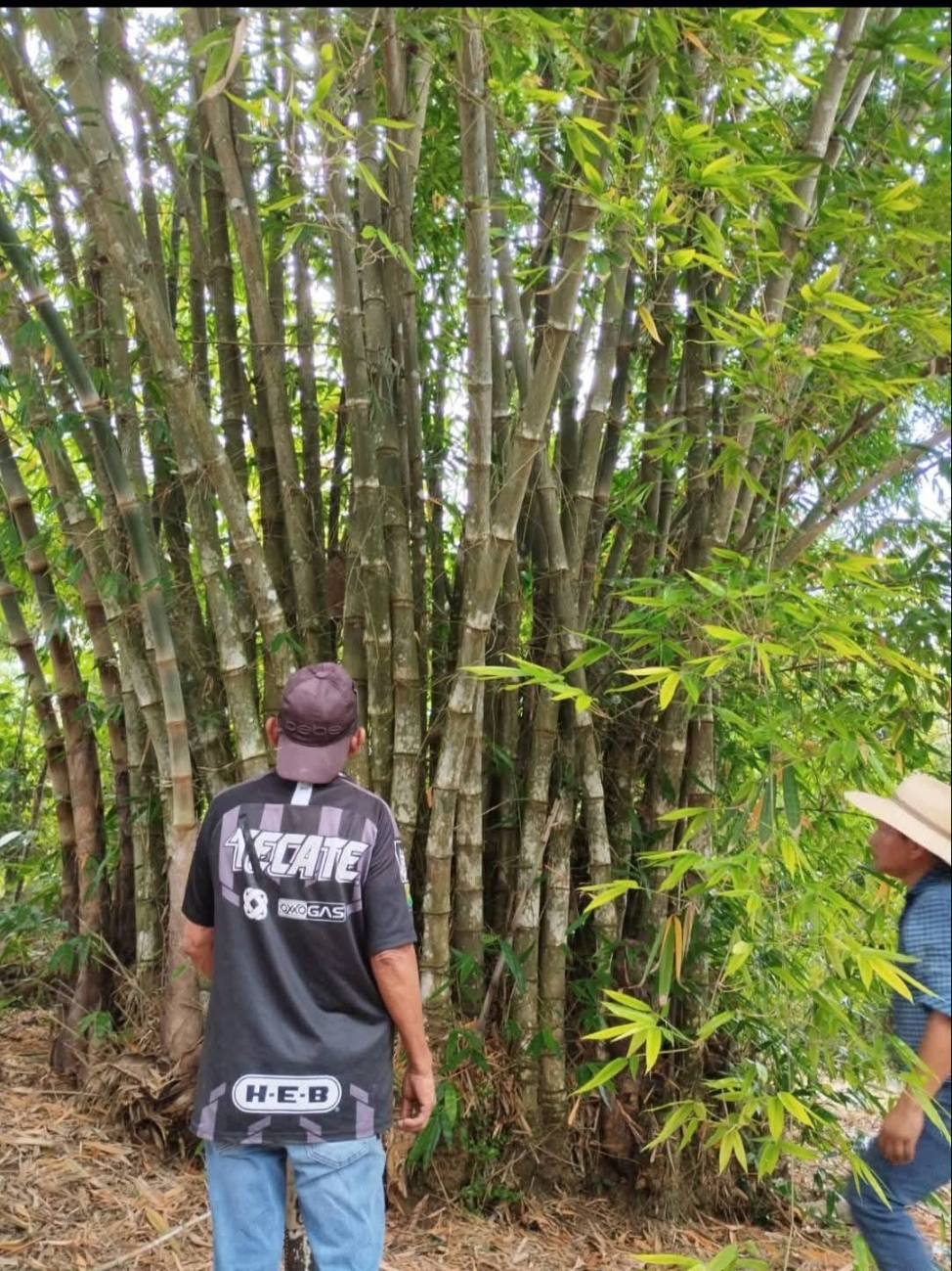 Se ha detectado ventajas del uso del bambú, las cuales superan a los árboles Se ha detectado ventajas del uso del bambú, las cuales superan a los árboles