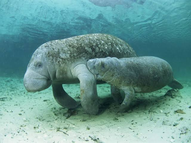Aguas residuales presentan una amenaza a esta especie marina Aguas residuales presentan una amenaza a esta especie marina