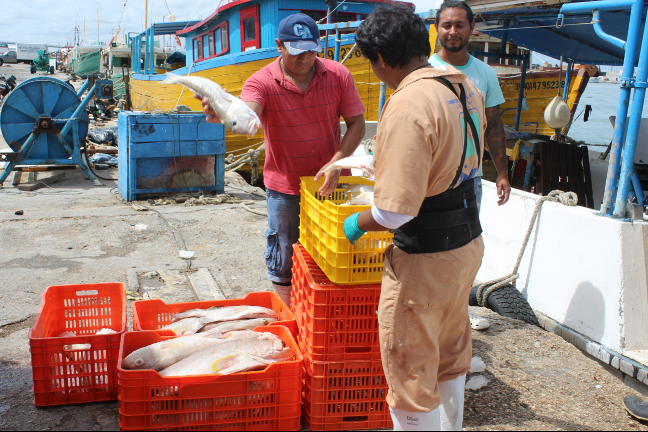  Pescadores de Progreso piden respetar  la veda del  mero; inicia el  1 de febrero 