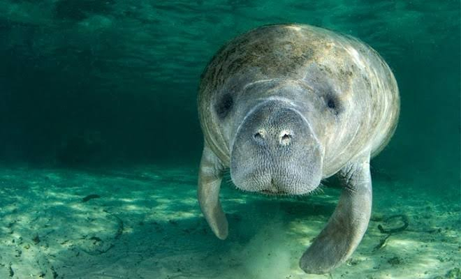 Contaminación, principal amenaza del manatí en Chetumal