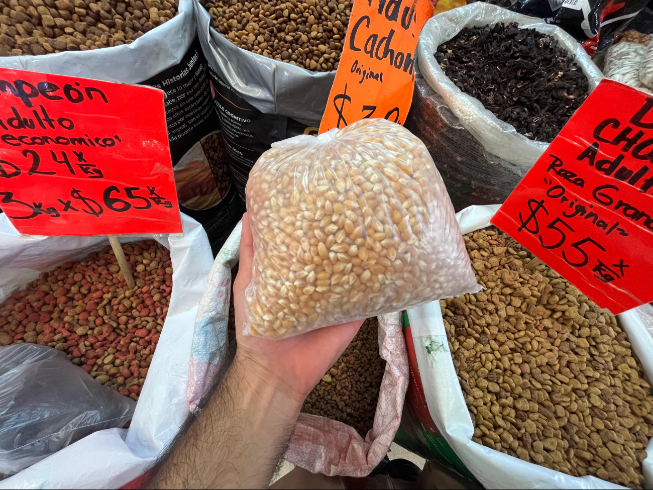 Por esta razón el maíz mexicano para palomitas podría desaparecer   