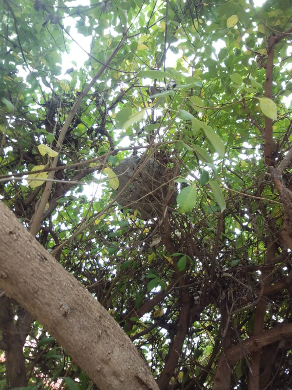 Personal de Protección Civil retira enjambre de abejas en parque infantil  Ciudad del Carmen