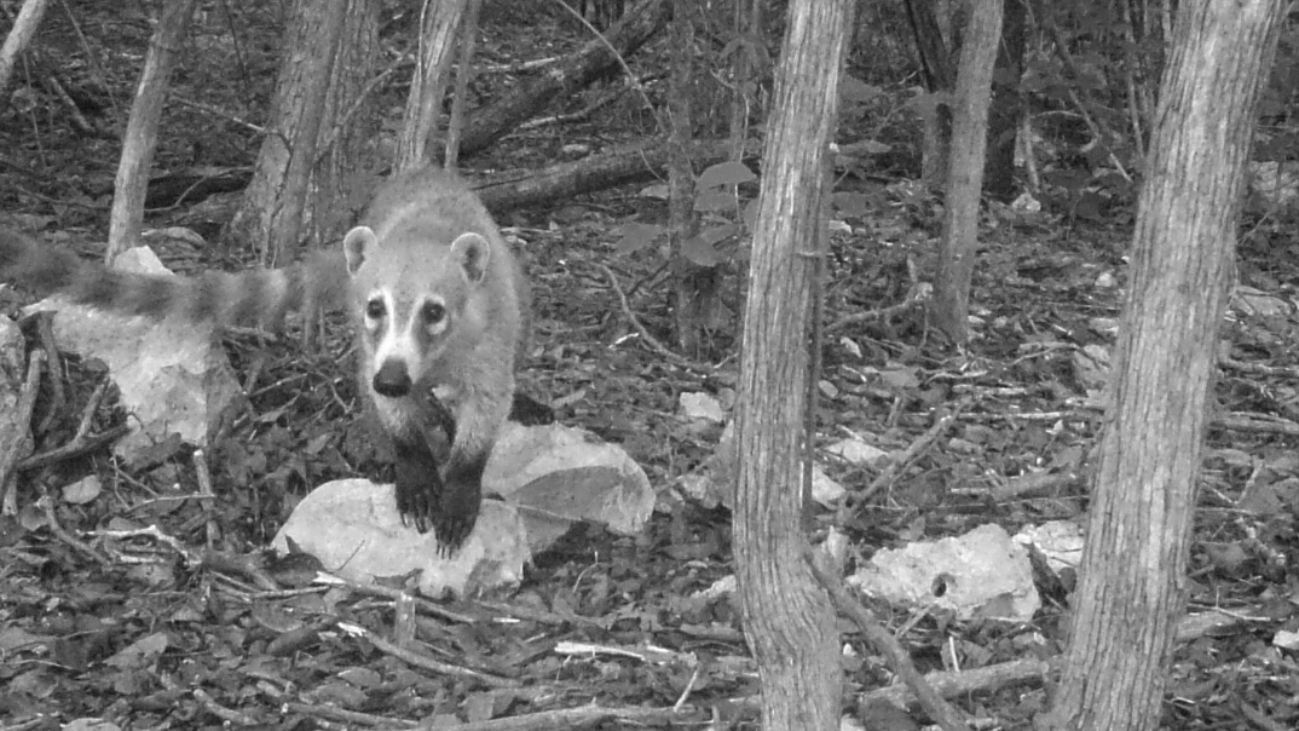 La reserva es el hogar de 66 especies de mamíferos, entre las que destaca el coatí o tejón, animal afectado por ataques de perros La reserva es el hogar de 66 especies de mamíferos, entre las que destaca el coatí o tejón, animal afectado por ataques de perros