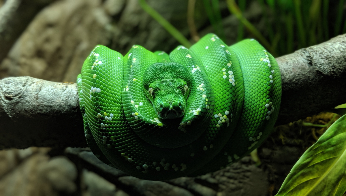 Exposición gratuita de reptiles en Campeche: ¿dónde y cuándo será? 