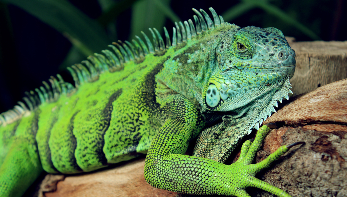 Los asistentes podrán aprender e interactuar con fascinantes especies de reptiles. Los asistentes podrán aprender e interactuar con fascinantes especies de reptiles.