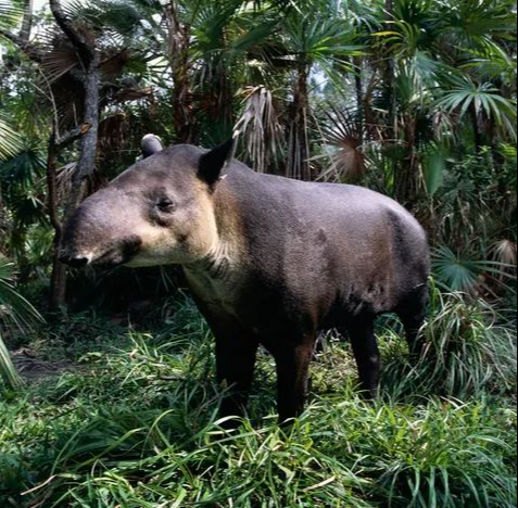 Para los antiguos mayas, este animal era considerado un símbolo sagrado Para los antiguos mayas, este animal era considerado un símbolo sagrado