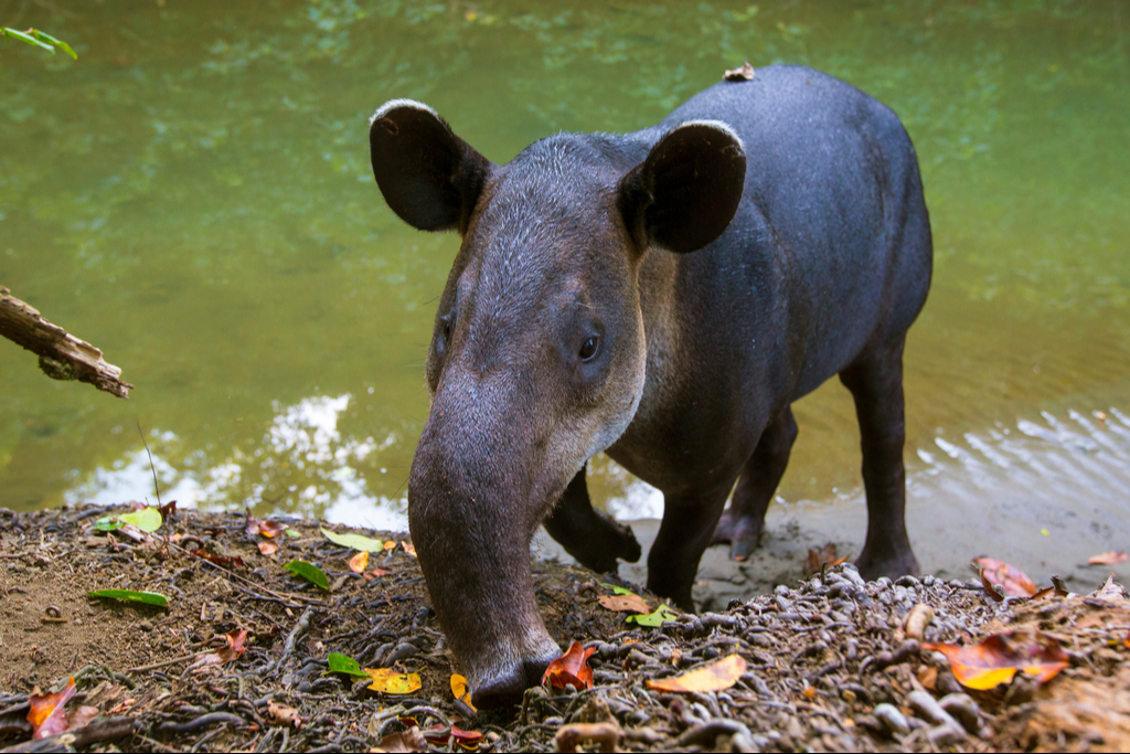 Un habitante bajo amenaza Un habitante bajo amenaza