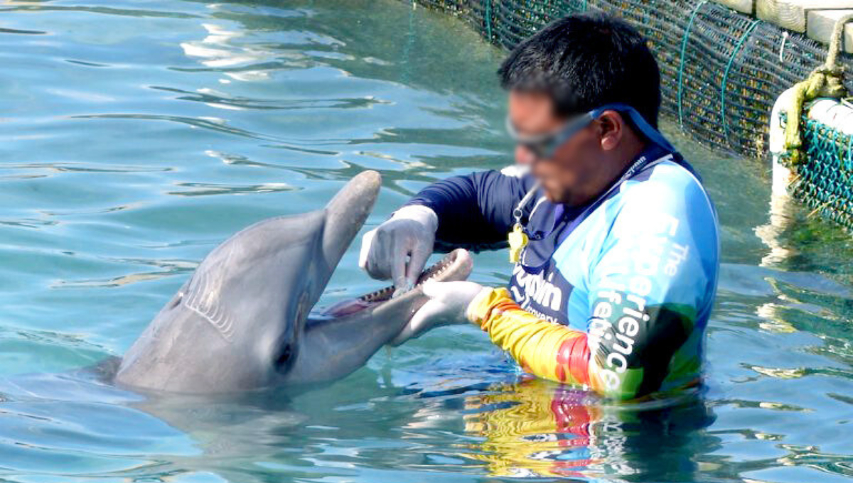 Ante la denuncia de la muerte de los dos delfines, se expusieron la falta de atención del personal Ante la denuncia de la muerte de los dos delfines, se expusieron la falta de atención del personal
