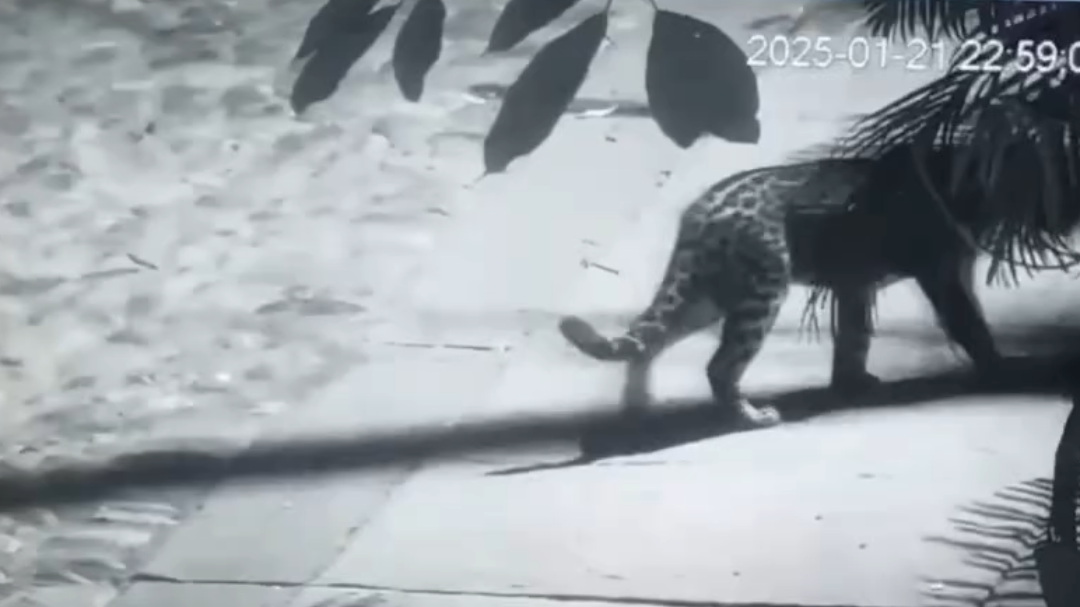 Cámara de seguridad captó a un jaguar en calles de Puerto Vallarta, Jalisco Cámara de seguridad captó a un jaguar en calles de Puerto Vallarta, Jalisco