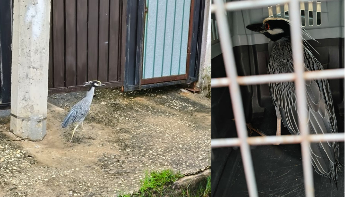  Héroes sin capa: Rescatan a Garza Nocturna herida en Ciudad del Carmen