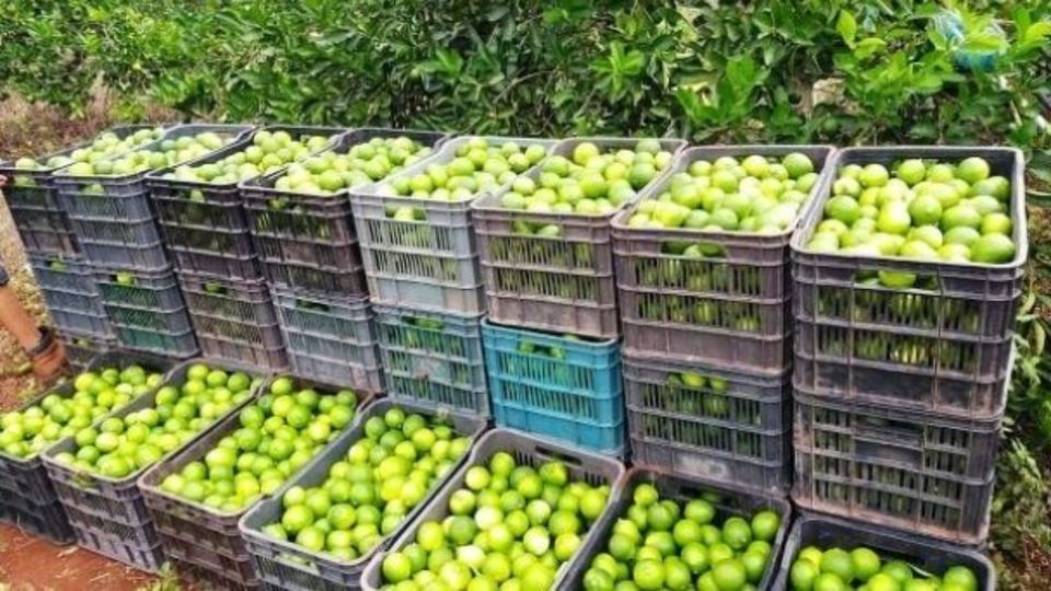 En una semana el precio del limón saltó de 200 a 280 pesos. En una semana el precio del limón saltó de 200 a 280 pesos.