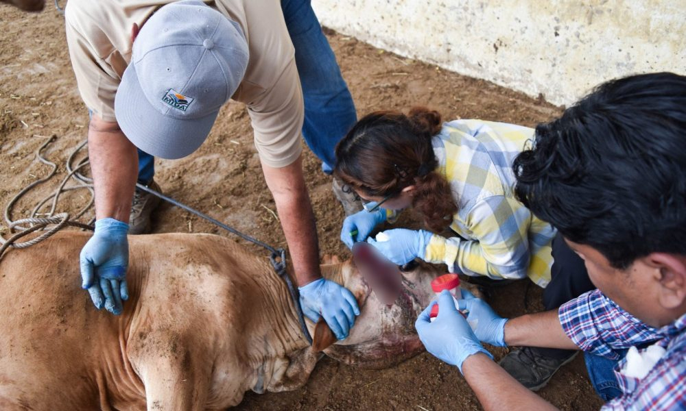 Ahora hay 17 animales infectados en Chiapas y uno en Campeche. Ahora hay 17 animales infectados en Chiapas y uno en Campeche.