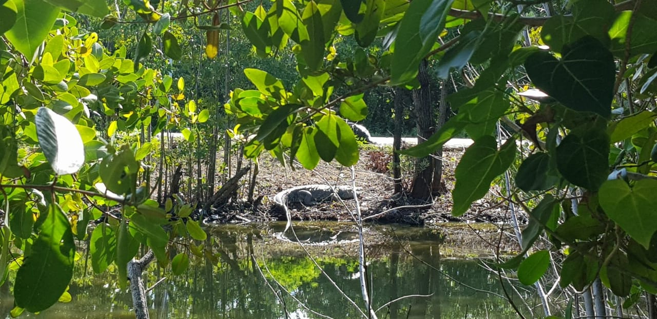 Los espacios en donde se han observado pertenecen a los manglares, su hábitat natural. Los espacios en donde se han observado pertenecen a los manglares, su hábitat natural.