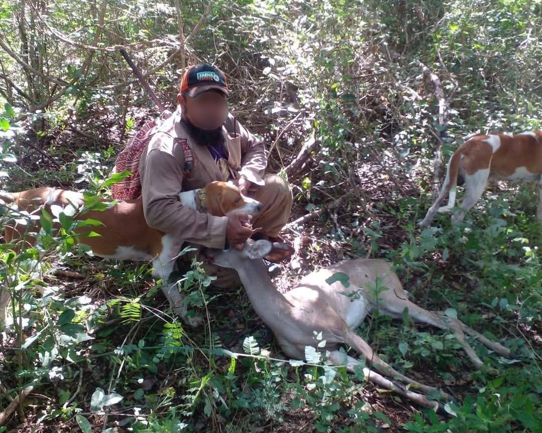 Piden atender la caza de venados en Yucatán Piden atender la caza de venados en Yucatán