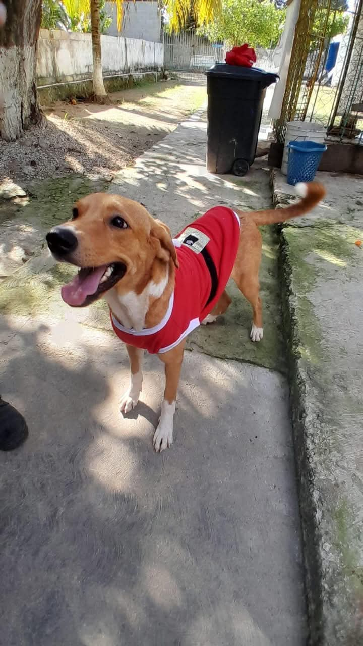 Asociaciones buscan mejorar la calidad de vida de animales. Asociaciones buscan mejorar la calidad de vida de animales.