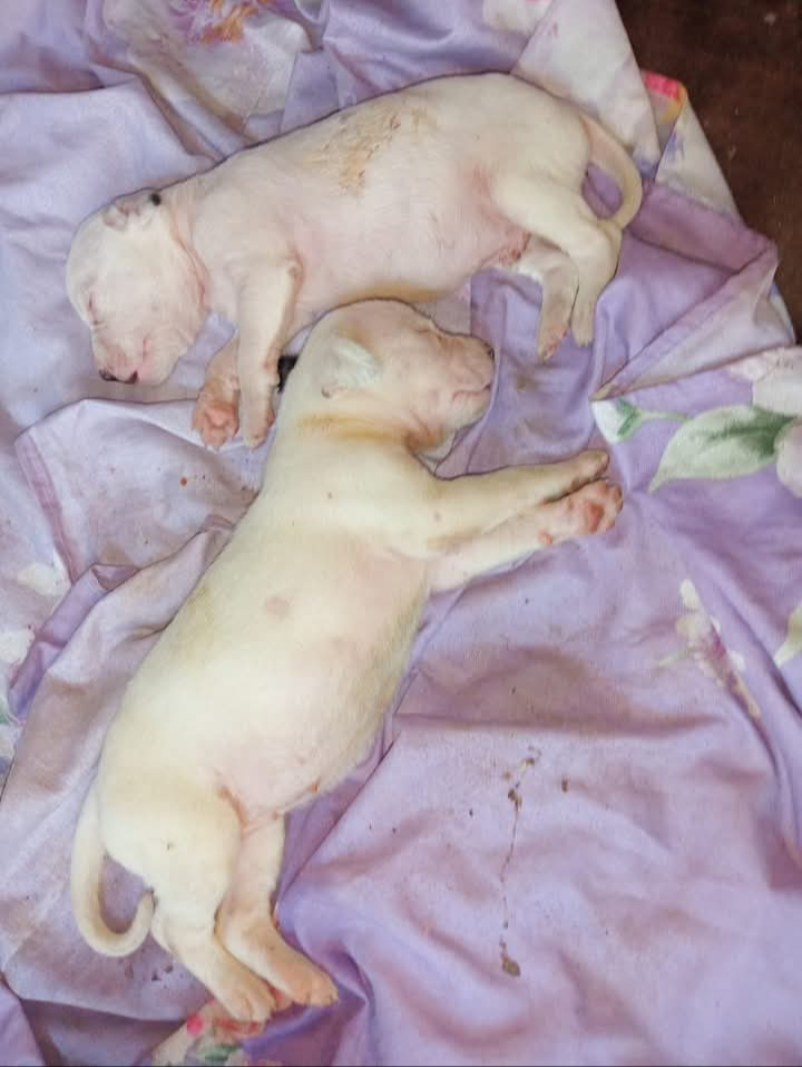 Diversos animales en Chetumal viven en condiciones adversas. Diversos animales en Chetumal viven en condiciones adversas.