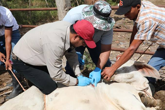 Para evitar pérdidas, los productores acuden a talleres para conocer más sobre el gusano barrenador Para evitar pérdidas, los productores acuden a talleres para conocer más sobre el gusano barrenador