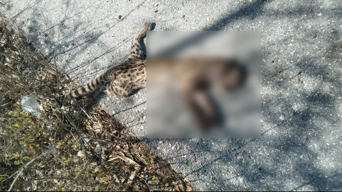 El tigrillo habría sido atropellado por un auto y abandonado en la acera El tigrillo habría sido atropellado por un auto y abandonado en la acera