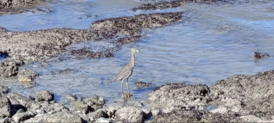 La vaciante marina reveló formaciones rocosas y fauna silvestre atípica La vaciante marina reveló formaciones rocosas y fauna silvestre atípica