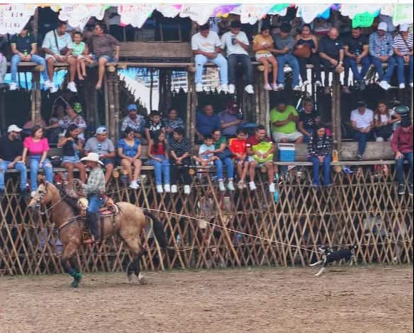 El autor de una foto que causó indignación en redes descartó que un perro haya sido lastimado El autor de una foto que causó indignación en redes descartó que un perro haya sido lastimado