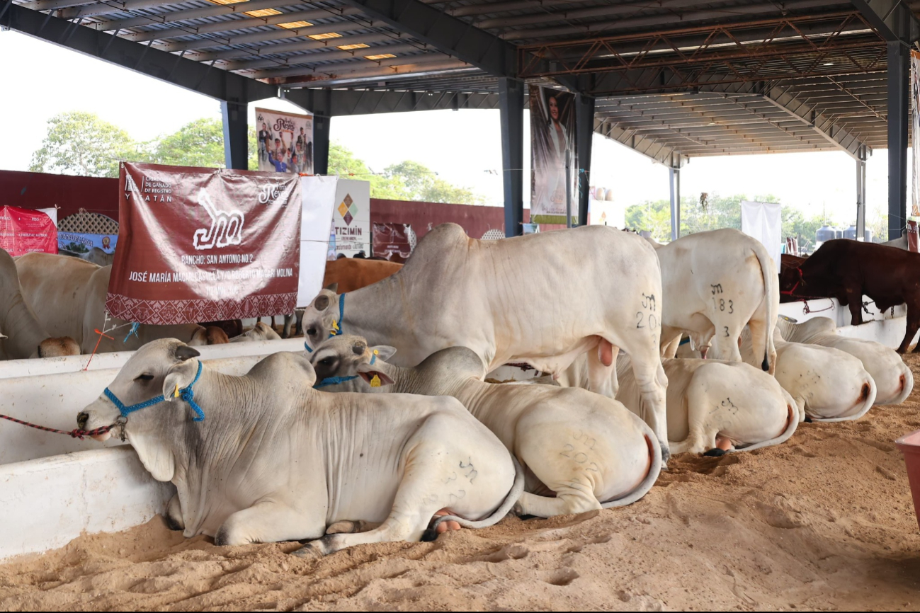 La Feria de Reyes de Tizimín es de las más populares de Yucatán La Feria de Reyes de Tizimín es de las más populares de Yucatán
