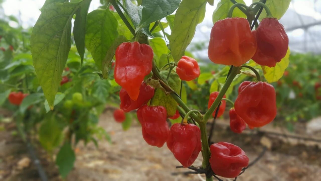 Entre los productos se encuentran dos chocolateras, salsas, cacahuates y chicles Entre los productos se encuentran dos chocolateras, salsas, cacahuates y chicles