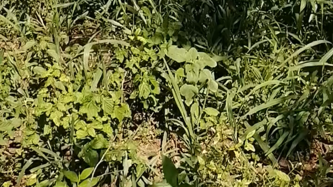 Las lagunas de desperdicios de cerdos se encuentran a 200 metros de Santa María Chi Las lagunas de desperdicios de cerdos se encuentran a 200 metros de Santa María Chi
