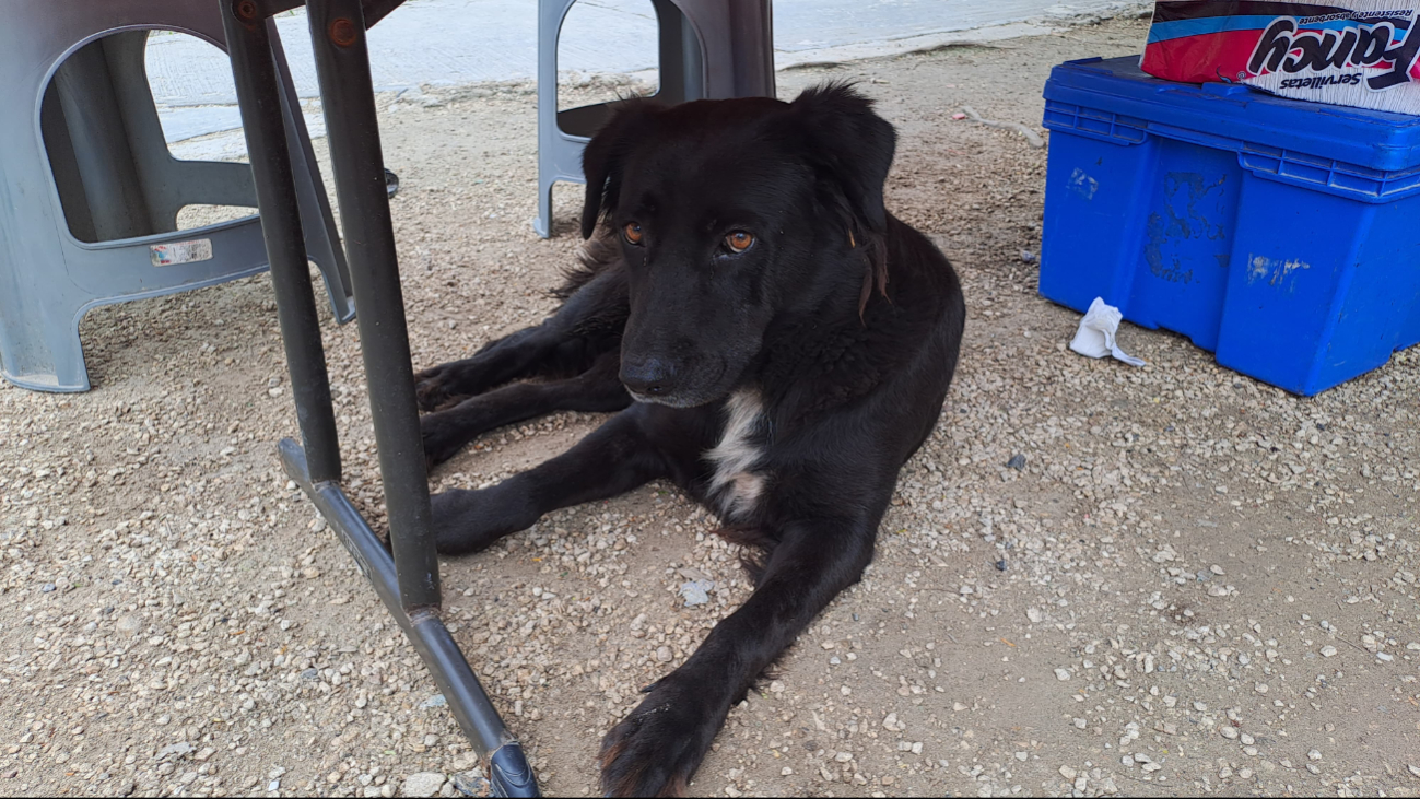 Comerciantes y vecinos del mercado se unen todos los días para cuidar a los perritos y gatos que conviven con ellos Comerciantes y vecinos del mercado se unen todos los días para cuidar a los perritos y gatos que conviven con ellos