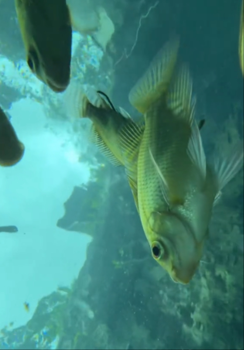 Chica tira su celular a un cenote de Tulum y capta un increíble paisaje bajo el agua: VIDEO