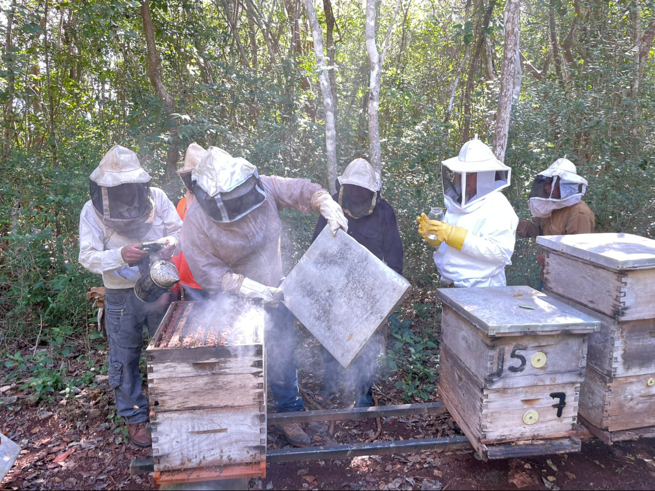Reportan disminución en población de colmenas por la presencia del escarabajo y de la varroa Reportan disminución en población de colmenas por la presencia del escarabajo y de la varroa