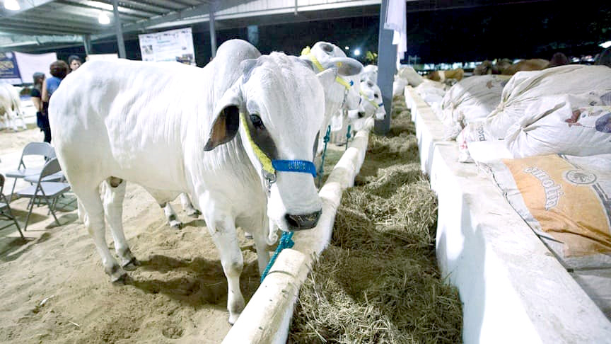 La presencia del gusano barrenador representa un riesgo económico y de salud pública para los ganaderos La presencia del gusano barrenador representa un riesgo económico y de salud pública para los ganaderos
