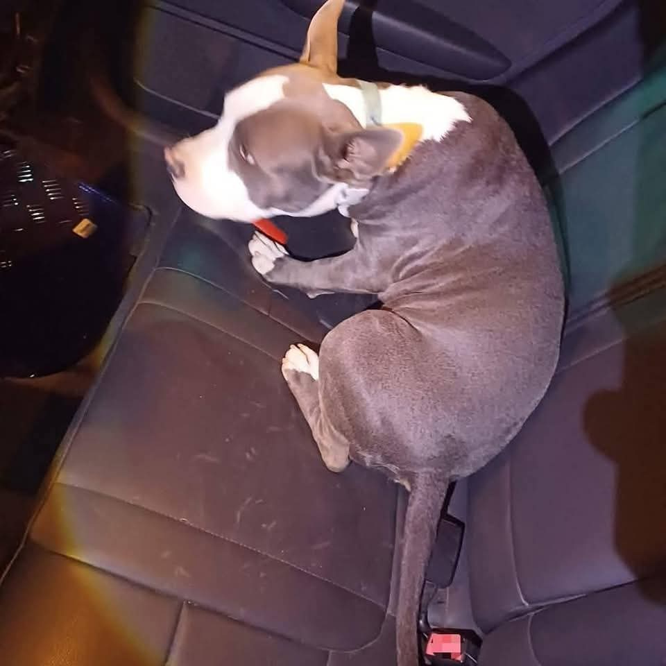 Autoridades comunicaron que el cachorro será de vuelto a sus dueños Autoridades comunicaron que el cachorro será de vuelto a sus dueños