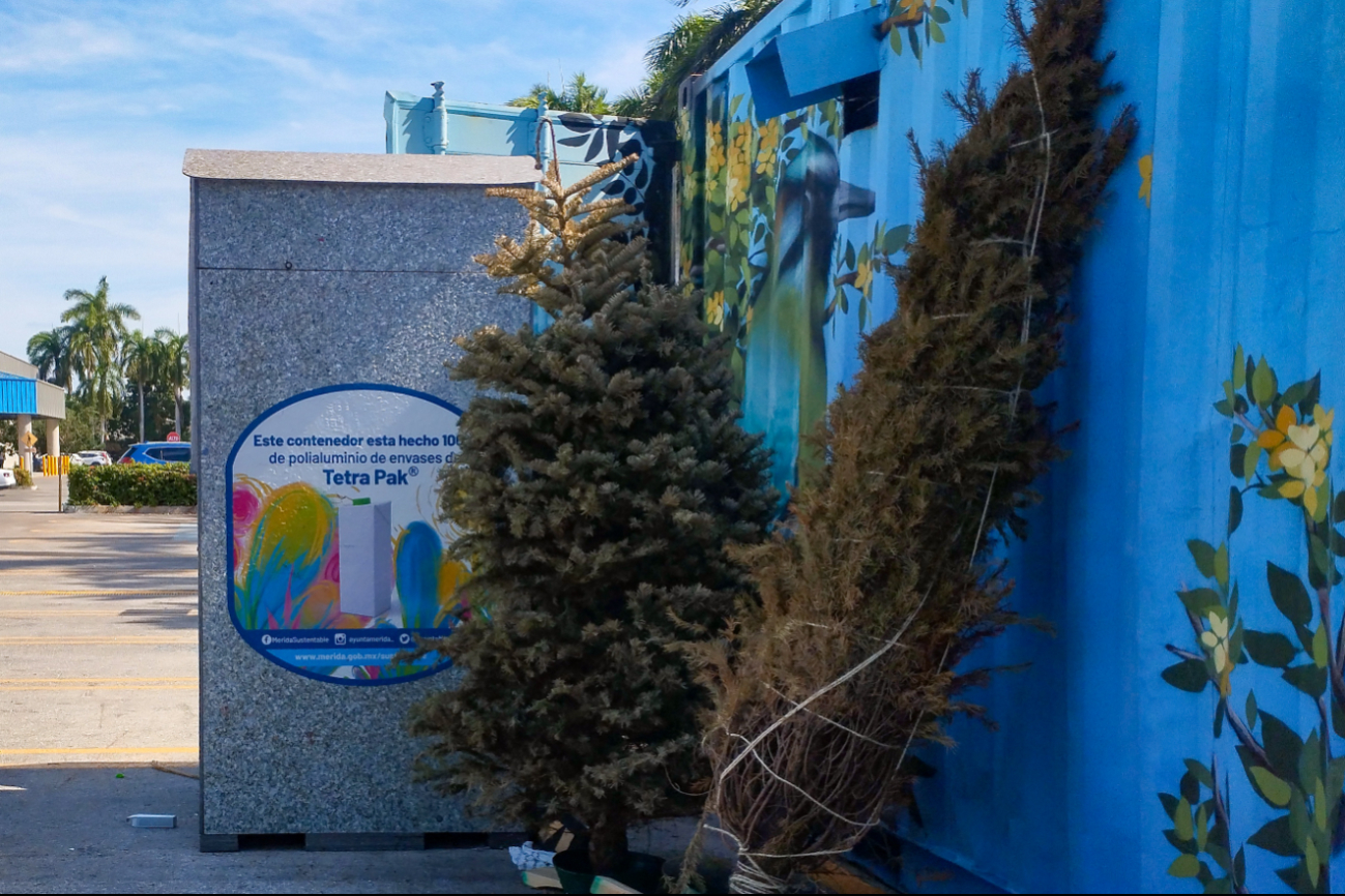 En los Mega Puntos Verdes del Ayuntamiento de Mérida se reciclarán los árboles de Navidad