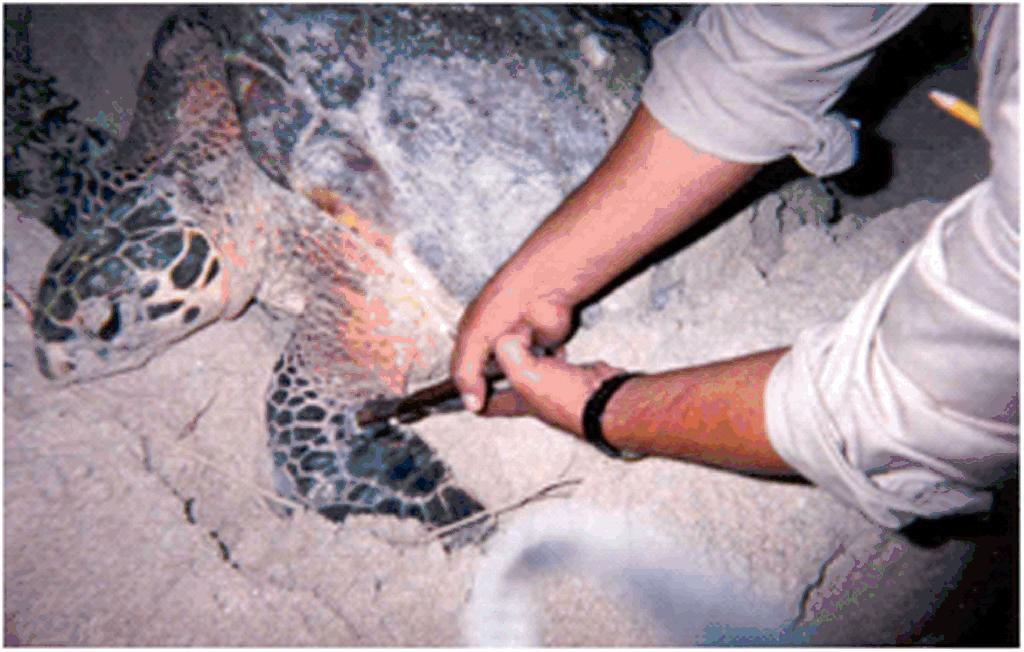 En 2024, se confirmaron 4 mil 513 nidos de tortuga Carey y 3 mil 753 nidos de tortuga blanca en Campeche En 2024, se confirmaron 4 mil 513 nidos de tortuga Carey y 3 mil 753 nidos de tortuga blanca en Campeche