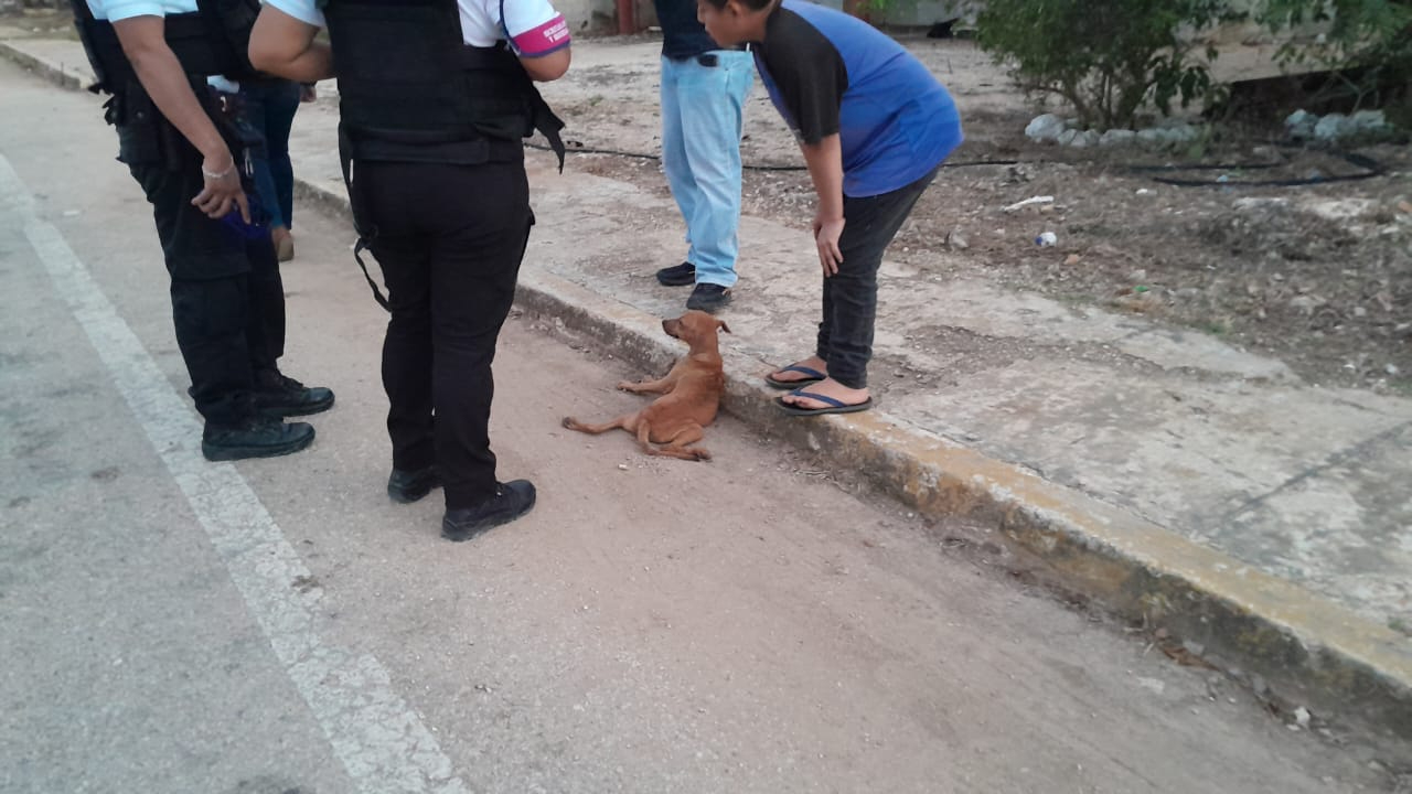 El perrito también resultó lesionado y quedó incapacitado para caminar El perrito también resultó lesionado y quedó incapacitado para caminar