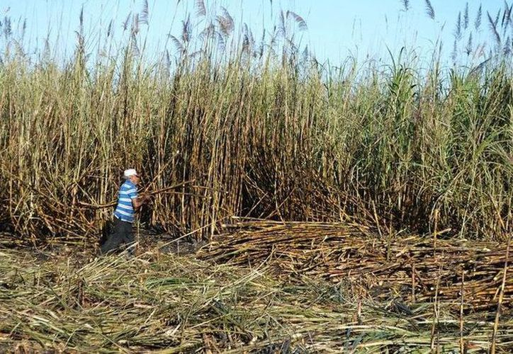 A pesar de las proyecciones, muchos producirán una menor cantidad de caña esta temporada. A pesar de las proyecciones, muchos producirán una menor cantidad de caña esta temporada.